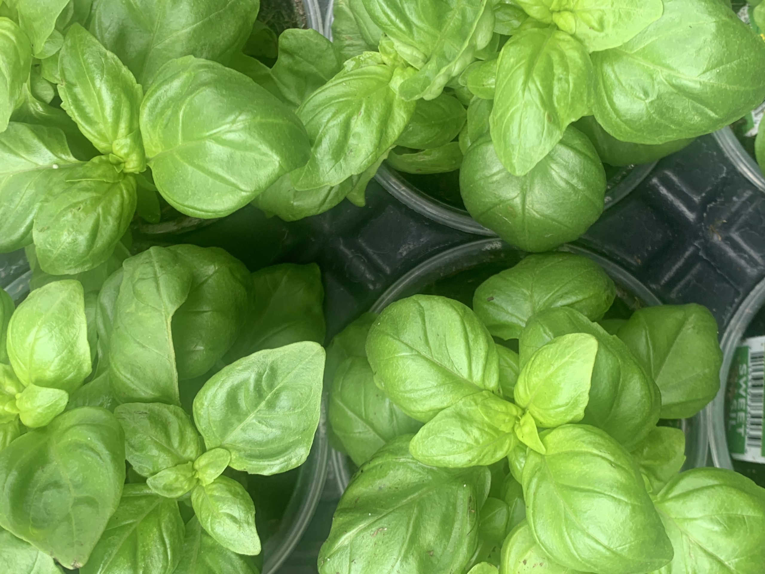 Florida herb gardens