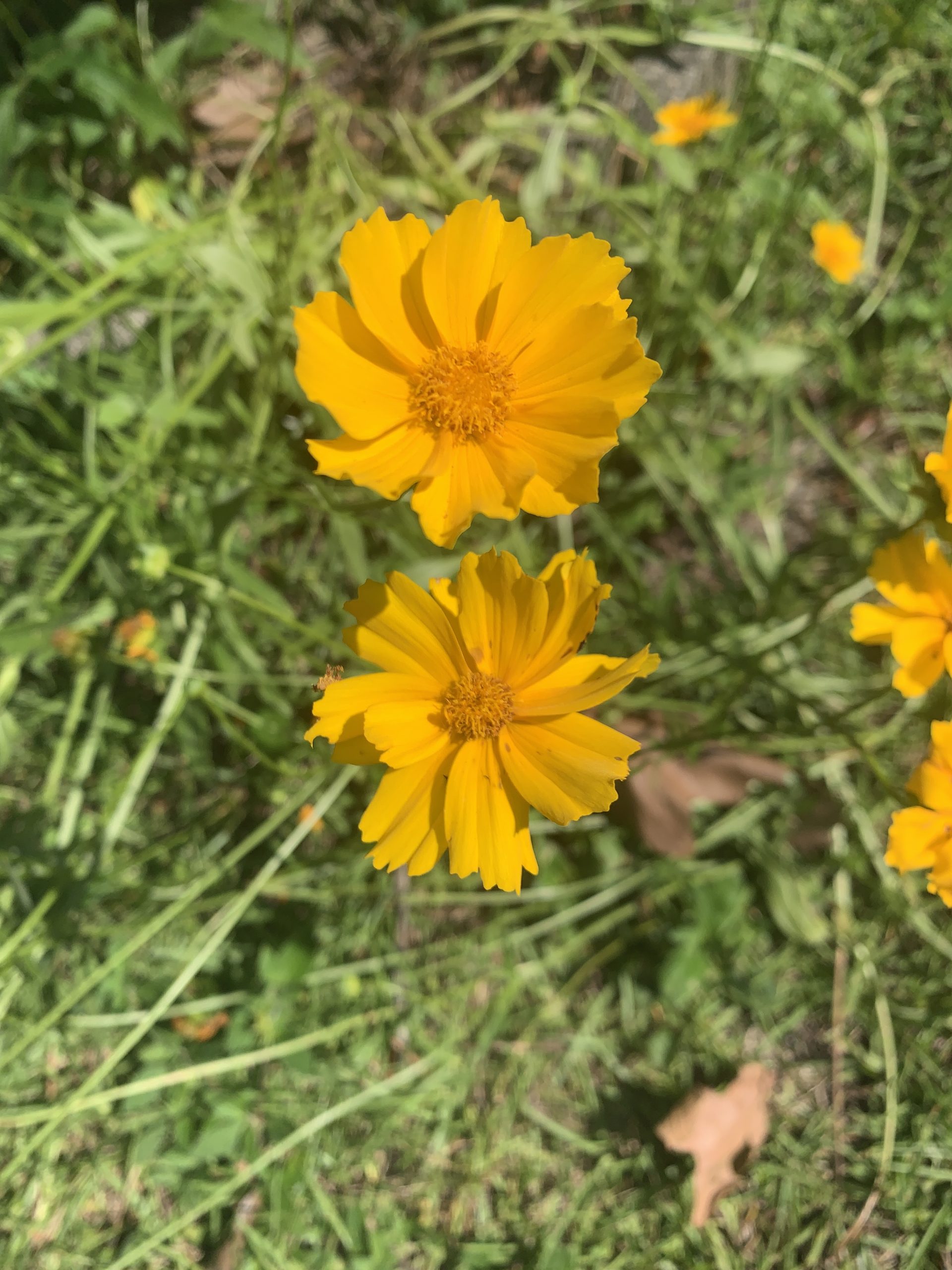 Yellow Flowers in Florida