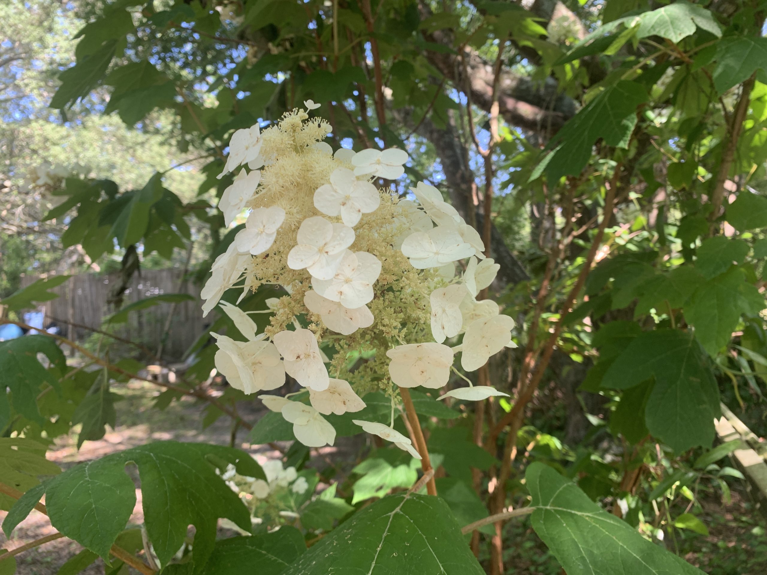 Oakleaf Hydrangea Plant Florida