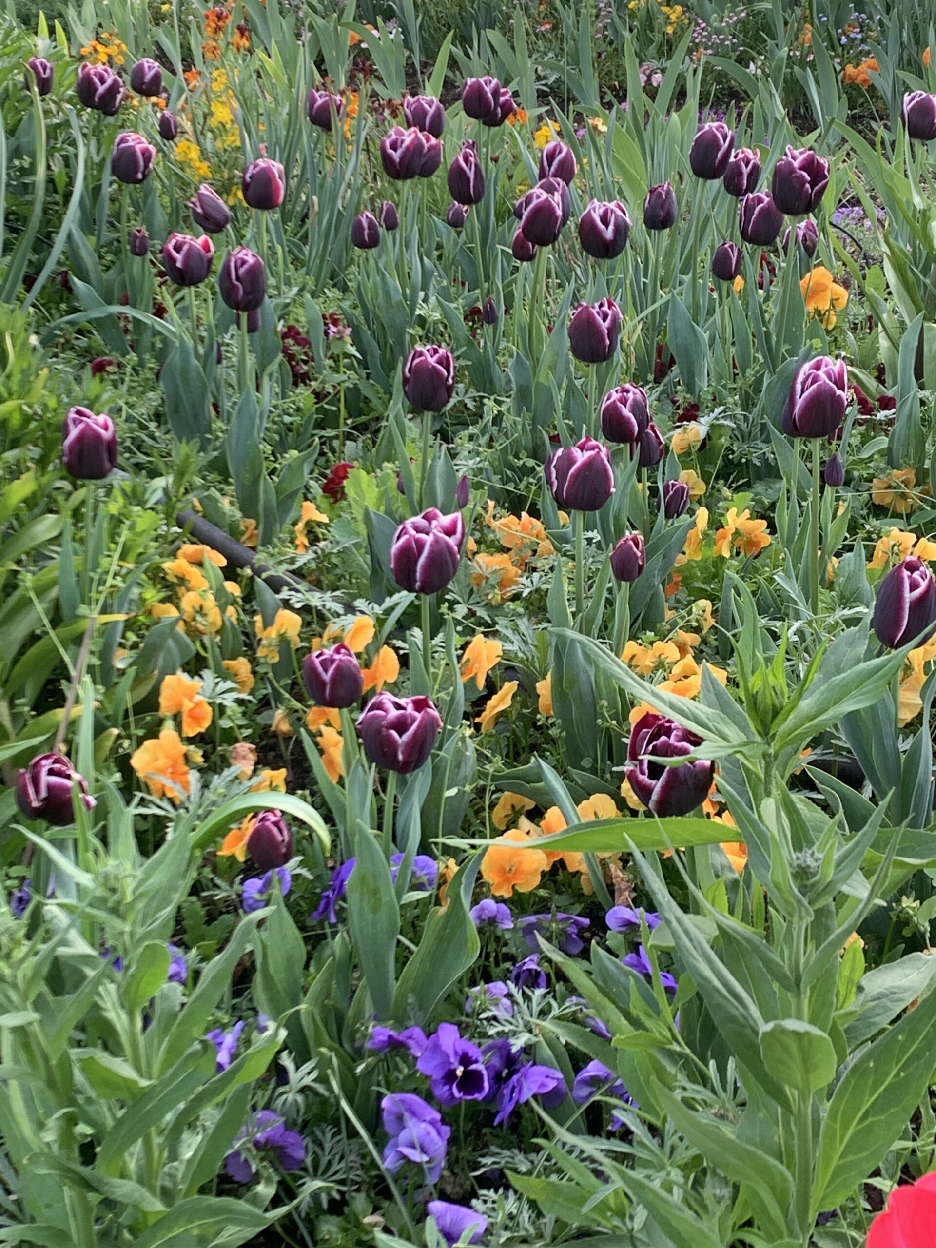 Tricia Keffer at Monets Gardens 