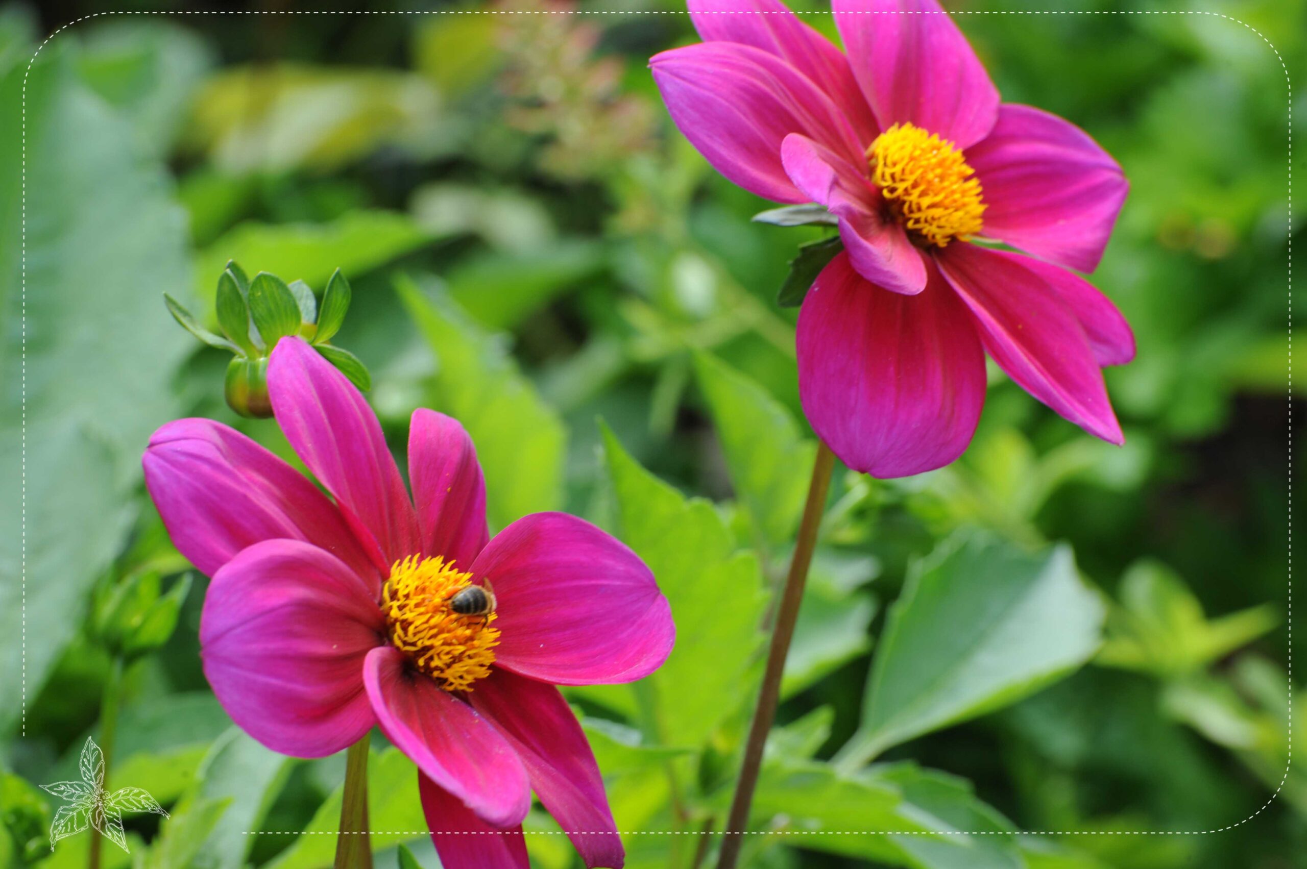 TriciaKefferFlowers